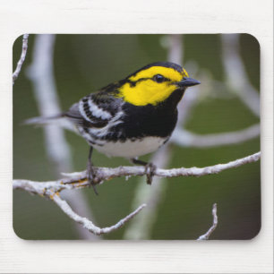 Kinney County, Texas. Golden-cheeked Warbler Mouse Mat
