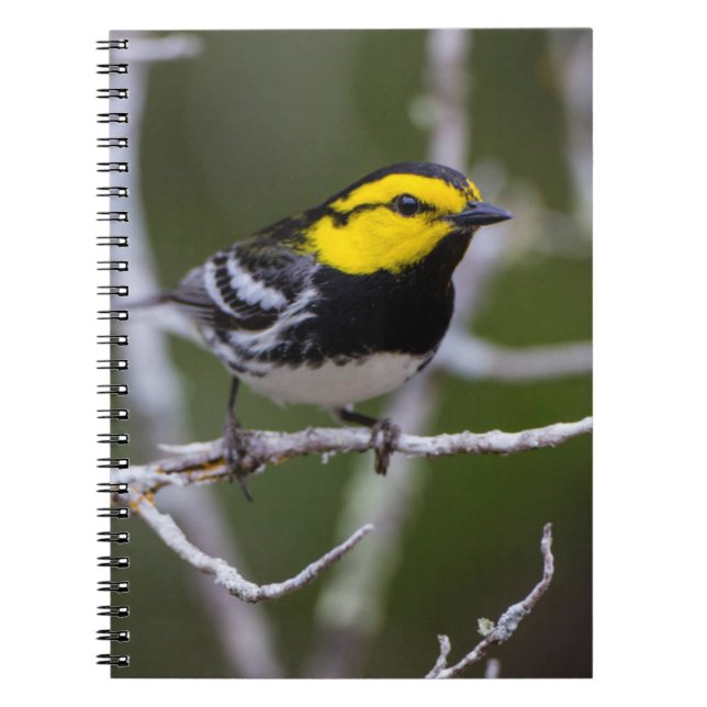 Kinney County, Texas. Golden-cheeked Warbler Notebook (Front)