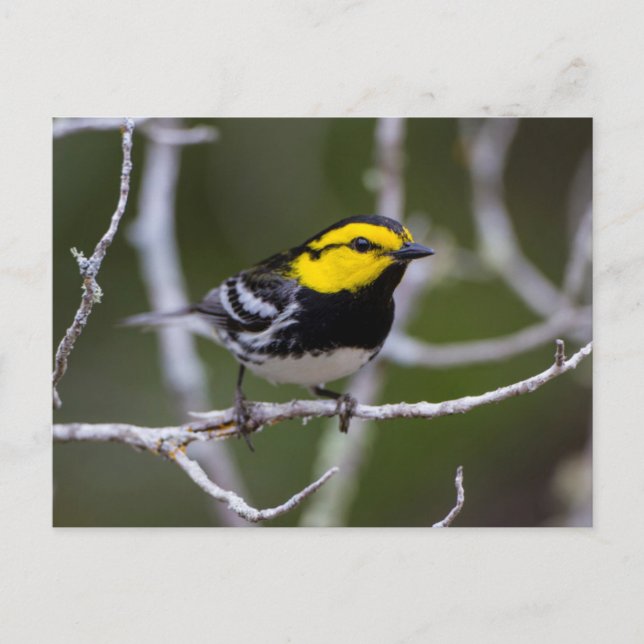 Kinney County, Texas. Golden-cheeked Warbler Postcard (Front)