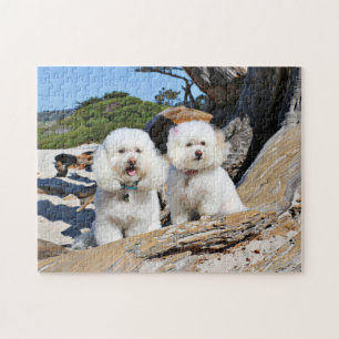 Kirby Shelby - Poodles on Carmel Beach Jigsaw Puzzle