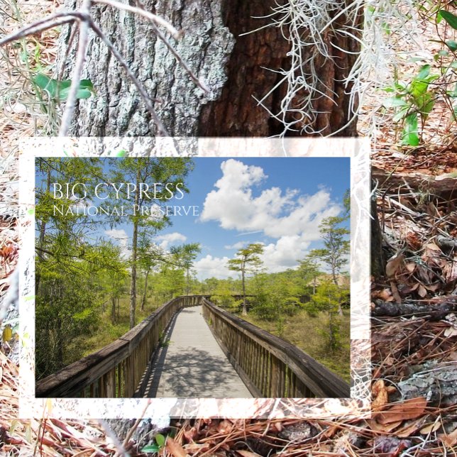 Kirby Storter Boardwalk, Big Cypress NP, Florida Postcard (Creator Uploaded)