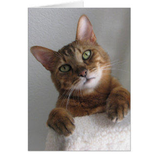 Kishka on high