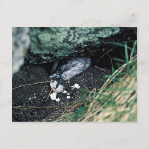 Kiska Island Sirius Point, Auklet killed by rat Postcard
