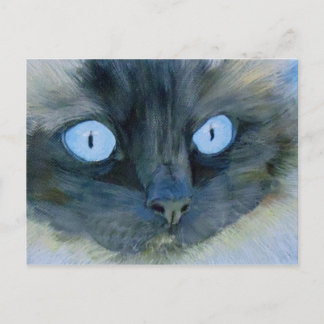 Kismet the Ragdoll Cat Postcard