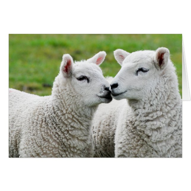 Kiss and Make up (Front Horizontal)