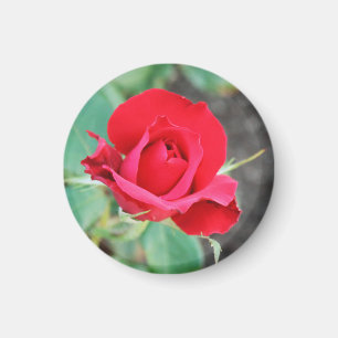 Kiss from a Red Rose   Magnet
