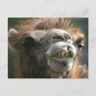 Kiss Kiss Postcard
