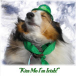 Kiss M e I'm Irish! Adult Apron<br><div class="desc">A beautiful little Sheltie is puckering up to give a wee bit of the Luck of the Irish to all! Taken from my original photo "Kiss Me I'm Irish"! is under my copyright.</div>