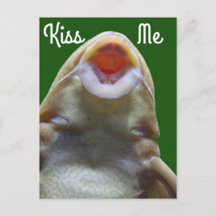 Kiss Me Fish Postcard