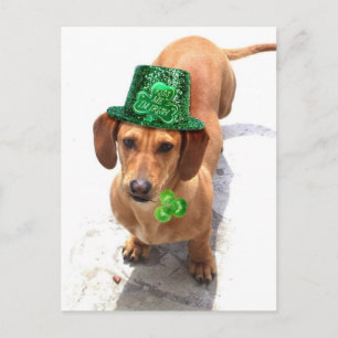 Kiss me I'm Irish Dachshund postcard