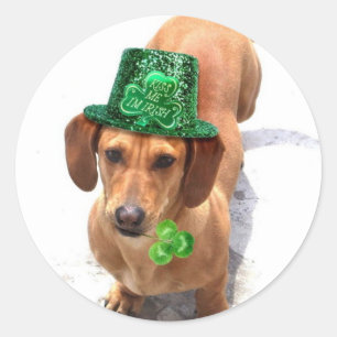Kiss me I'm Irish Dachshund stickers