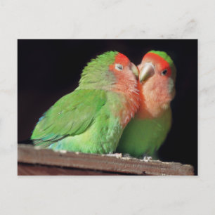Kiss Me Postcard