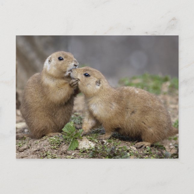 Kiss me Quick Postcard (Front)