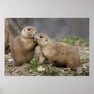 Kiss me Quick Print