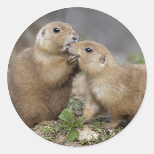 Kiss Me Quick Sticker