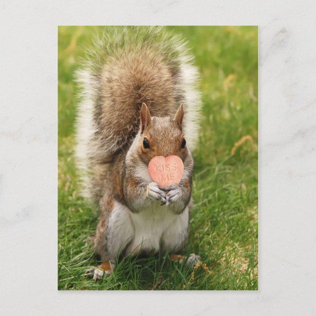 kiss me squirrel postcard (Front)