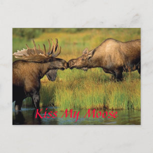kiss my moose, Kiss My Moose Postcard