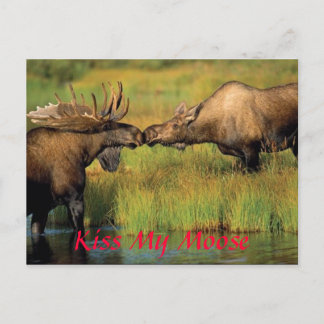 kiss my moose, Kiss My Moose Postcard