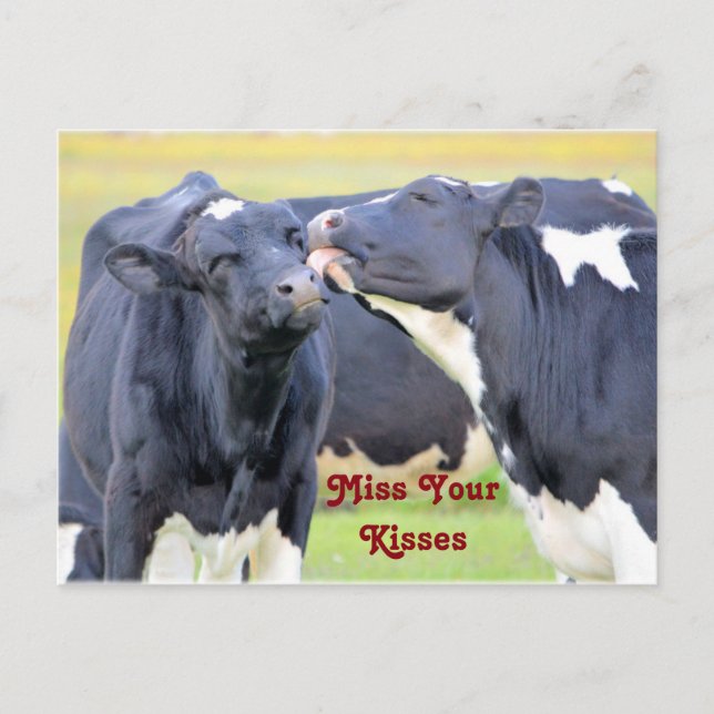 Kisses Cute cows Postcard (Front)