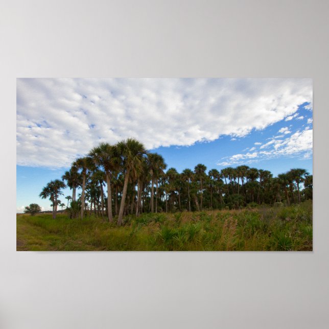 Kissimmee Prairie Hammock, Florida Poster (Front)