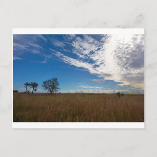 Kissimmee Prairie Preserve State Park, Florida Postcard