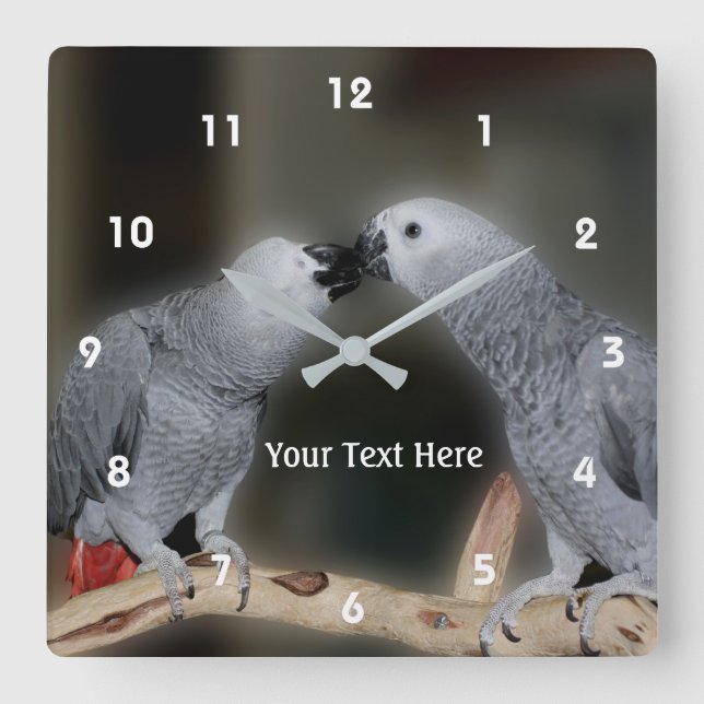 Kissing African Grey Parrots Animal Square Wall Clock (Front)
