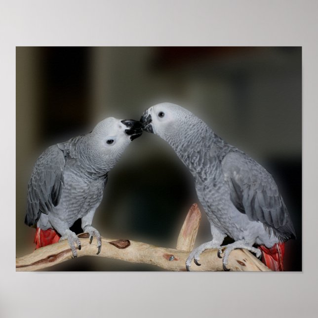 Kissing African Grey Parrots Cute Bird Poster (Front)