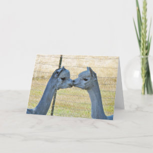 Kissing Alpacas on a Frameable Art Card