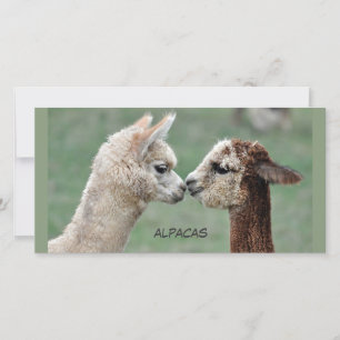 Kissing Alpacas photocard