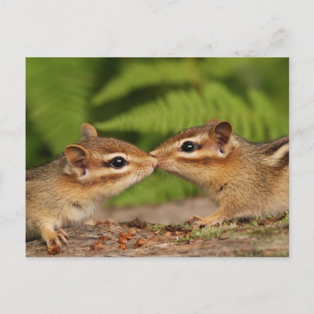 Kissing Baby Chipmunks Postcard (Front)