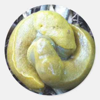 kissing banana slugs classic round sticker