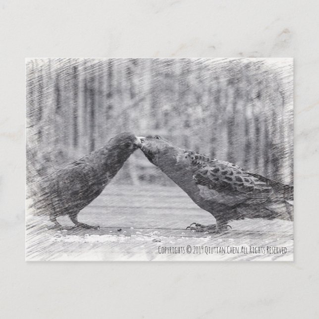 Kissing Birds Postcard (Front)