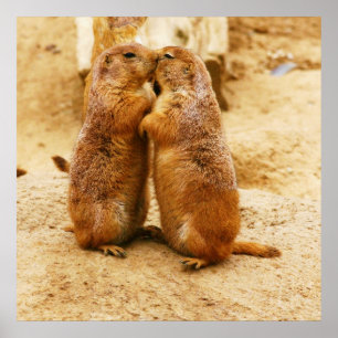 Kissing Black Tailed Prairie Dogs Poster