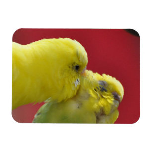 Kissing Budgies! Magnet
