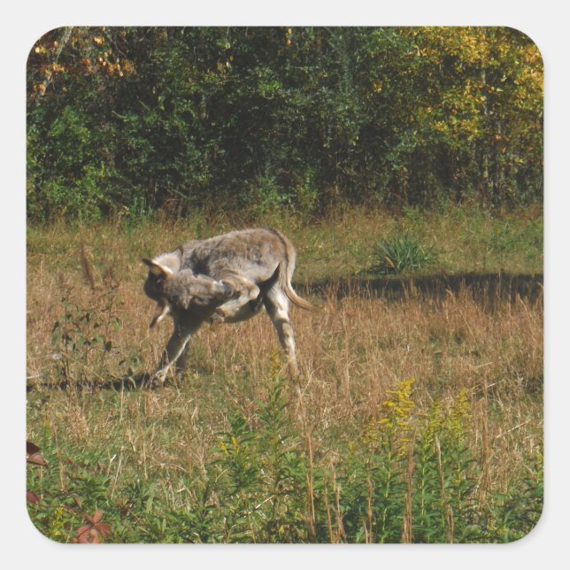 Kissing Butt Donkey Square Sticker (Front)