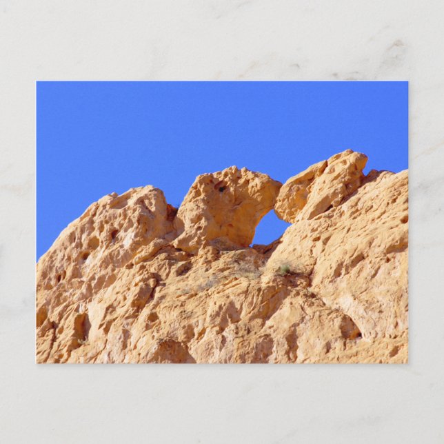Kissing Camels Postcard (Front)
