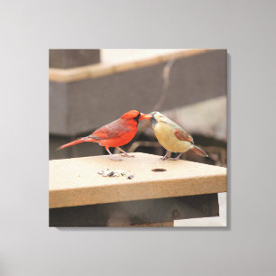 Kissing Cardinals Canvas Print