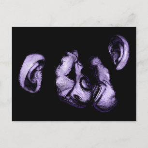 kissing chimpanzees postcard