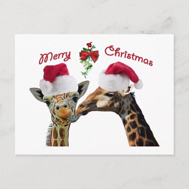 Kissing Christmas Giraffes Under Mistletoe Holiday Postcard (Front)