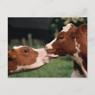 Kissing Cows Postcard