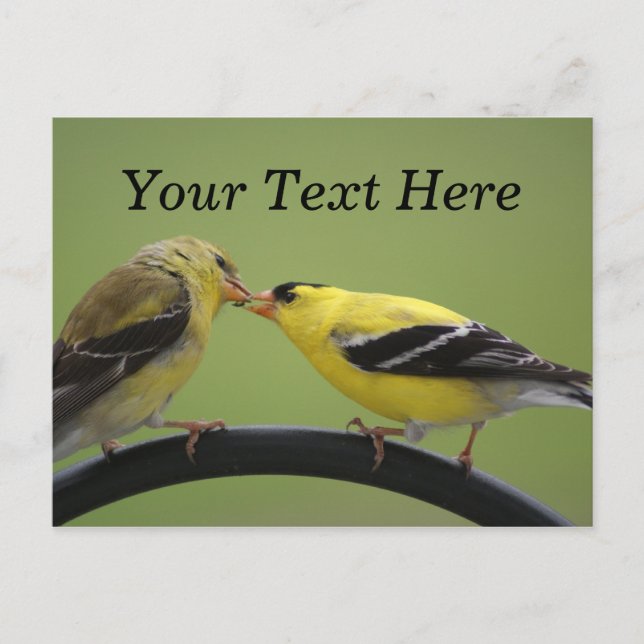 Kissing Goldfinches Postcard (Front)
