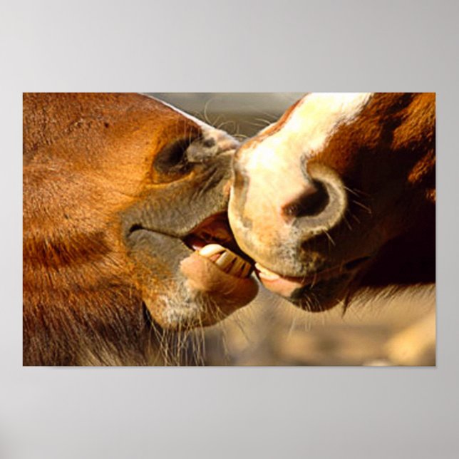 Kissing Horses Poster (Front)