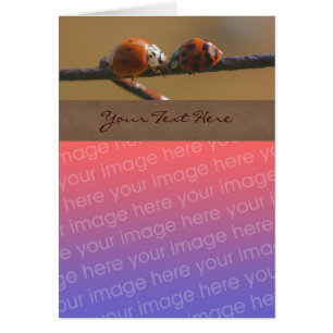 Kissing Ladybugs Nature Your Photo Card