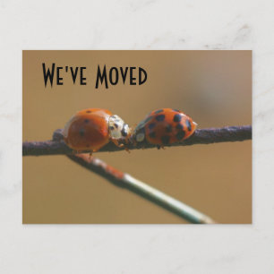 Kissing Ladybugs New Address Nature Announcement Postcard