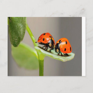 Kissing Ladybugs Postcard