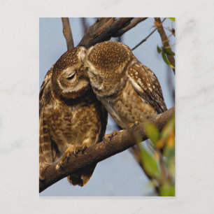 Kissing Owls Postcard