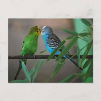 kissing parakeets postcard