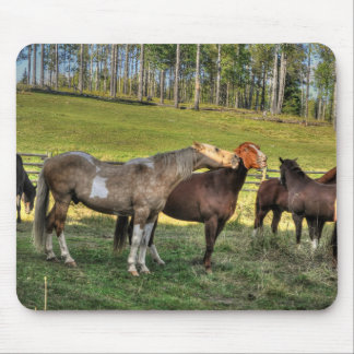 Kissing Pinto Stallion & Sorrel Mare Equine Photo Mouse Mat