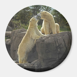 Kissing Polar Bears Magnet
