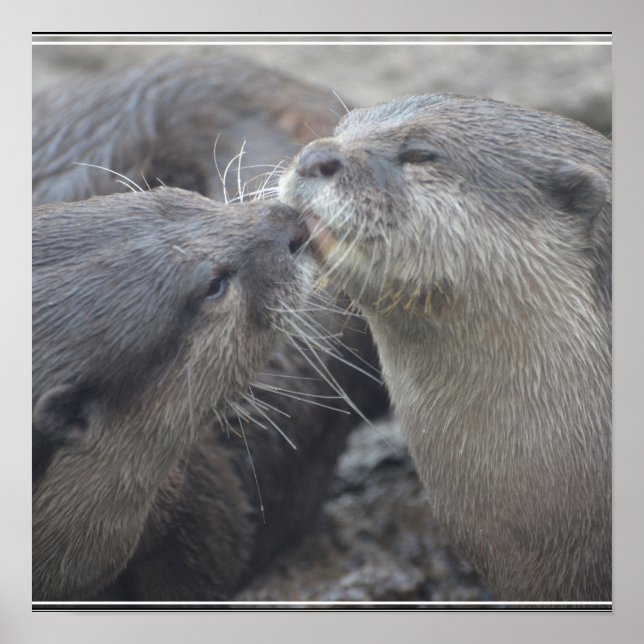 Kissing River Otters Poster (Front)